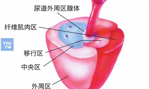 生竹茹的功效与作用网 - 为你提供生竹茹的功效与作用图片、生竹有什么功效
